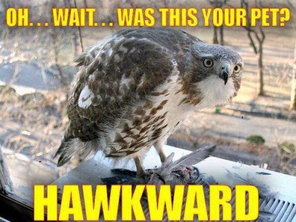 Hawkward