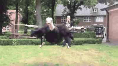 Who said ostriches can't fly?