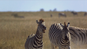 such majestic creatures!