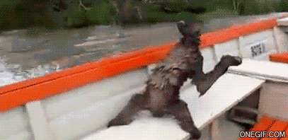 The most random sloth gif you wil ever see
