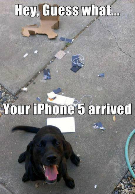 With that face the dog gives you just cannot be mad