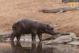 Hippos don't give a shit