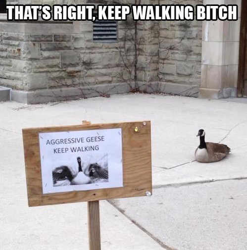 Don't *** with Goose