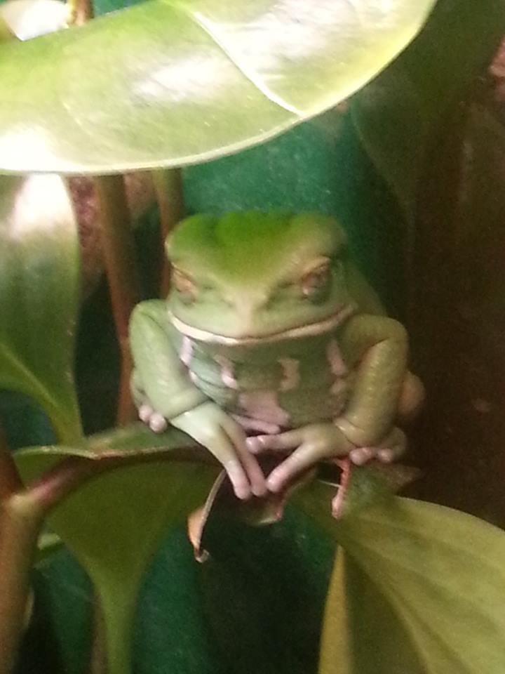 Went to the zoo recently...This frog was DEFINITELY up to something.
