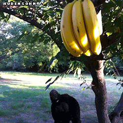 shafdude saving dem bananas