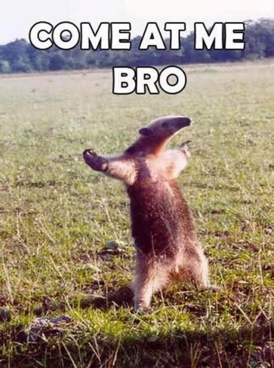 New Meme - Awesome Aardvark?