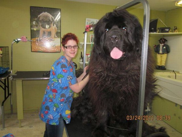well...that's a big dog!
