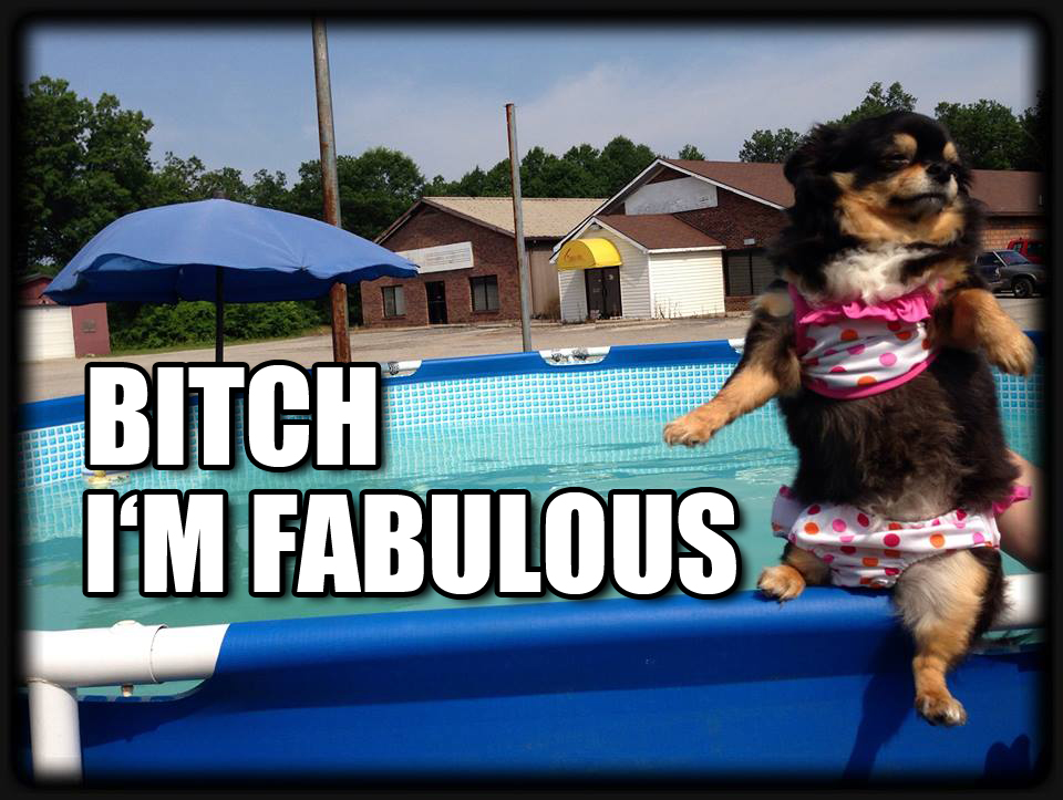 Fabulous dog is fabulous