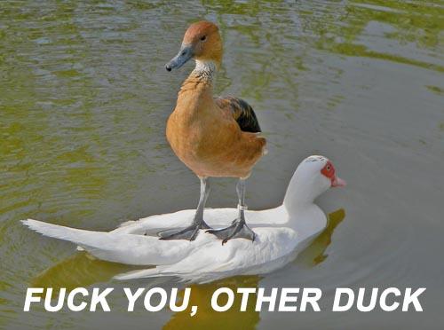 Badass Duck