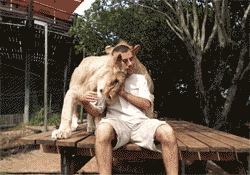 They say lions are dangerous..