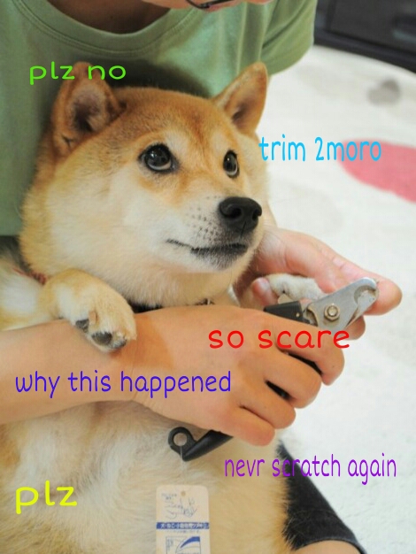 sorry doge