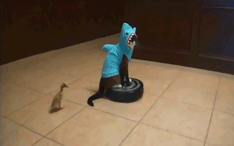 cat wearing shark costume rides roomba while duck takes a dump.