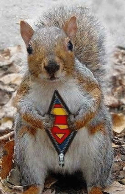 Supersquirrel to the Rescue!