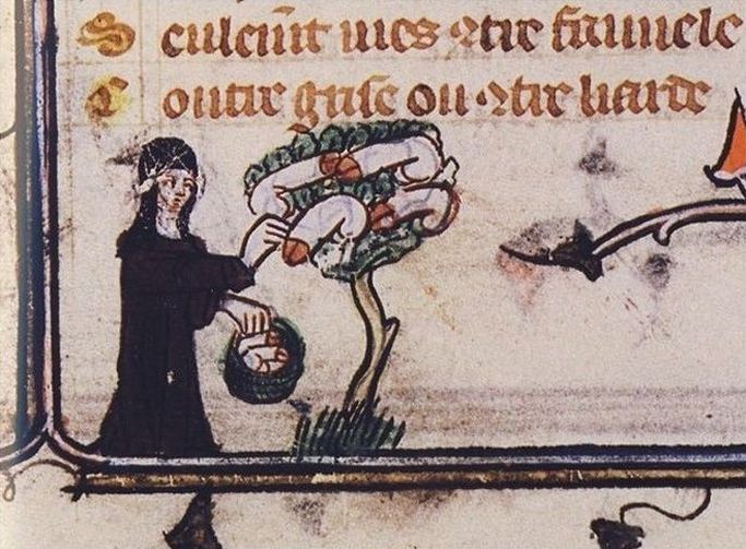 An odd fruit growing in that tree...