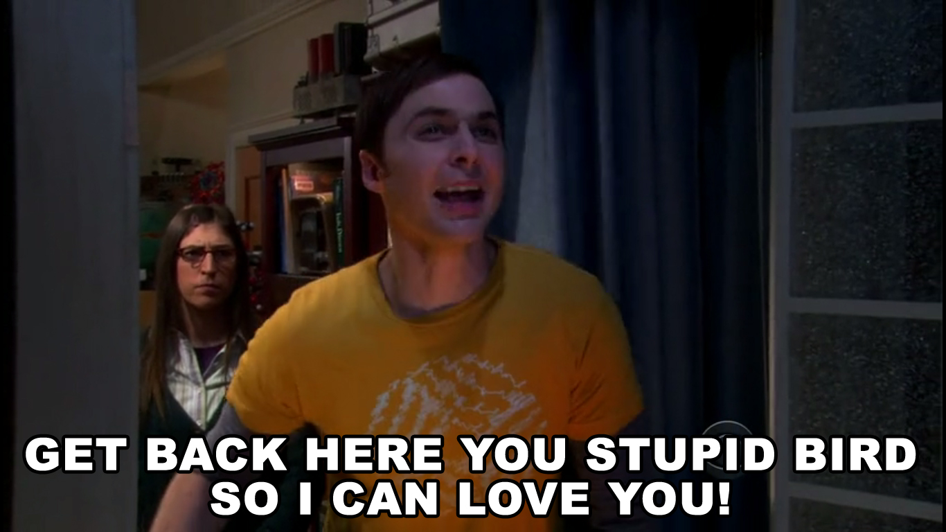 When your pet bird flies out of the window..