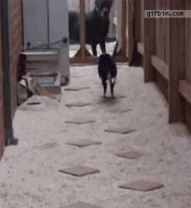 Cat Playing Lava Floor!
