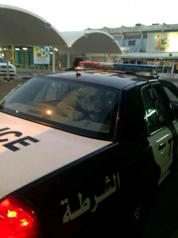 So the police in my suburb just arrested a lioness outside the local supermarket. Welcome to Ku