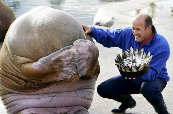 Happy Birthday Walrus