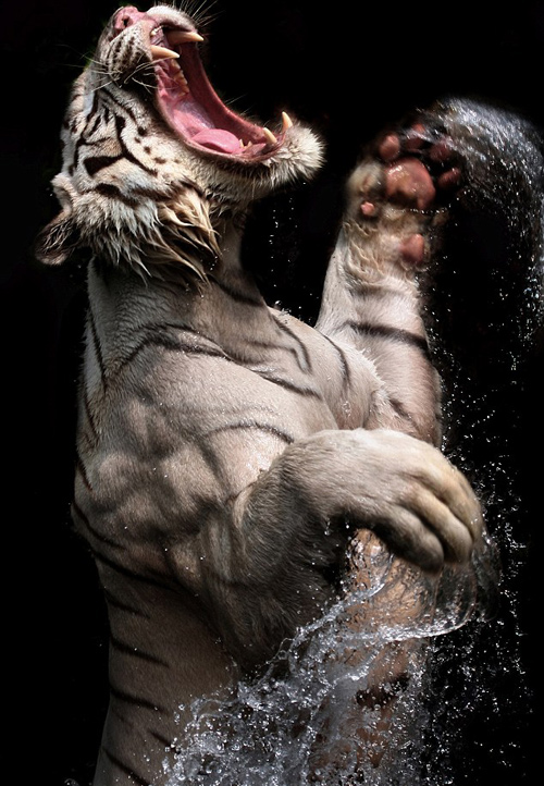A f*cking tiger.