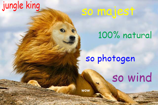 Doge is Lion King