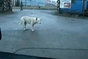 You've all seen shoveldog.gif. Here's bassdog