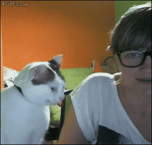 Cat removes glasses