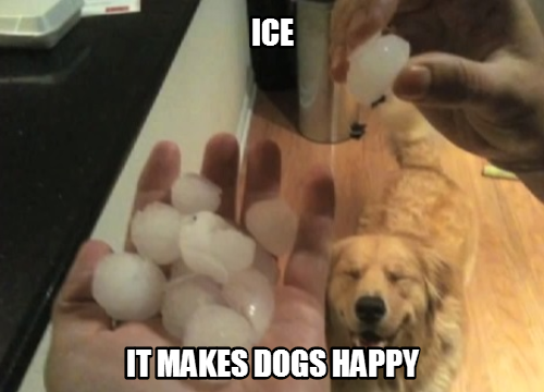 #doge #ice lovr