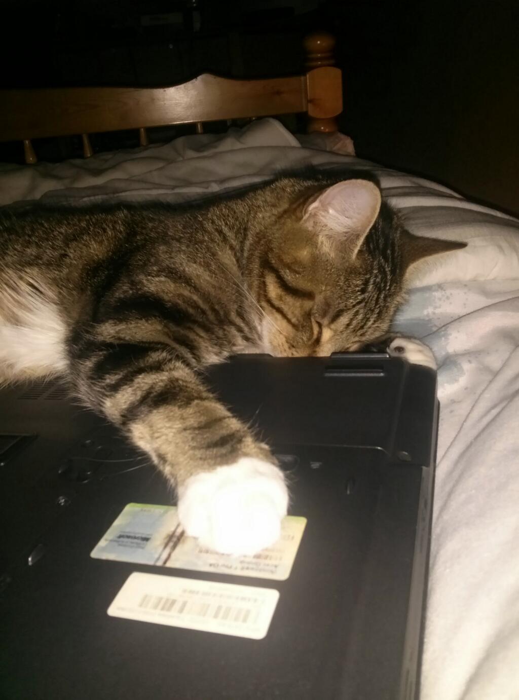 My cat is a nerd