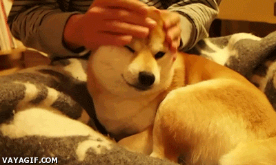Doge is getting tired of your shit
