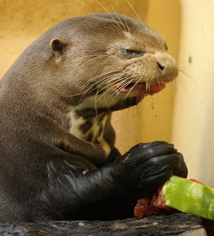 Otter Eating An Watermelon