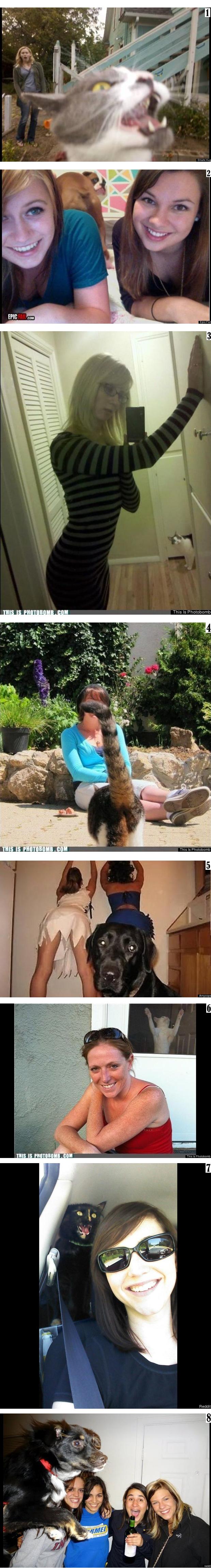 Animal photobomb collection