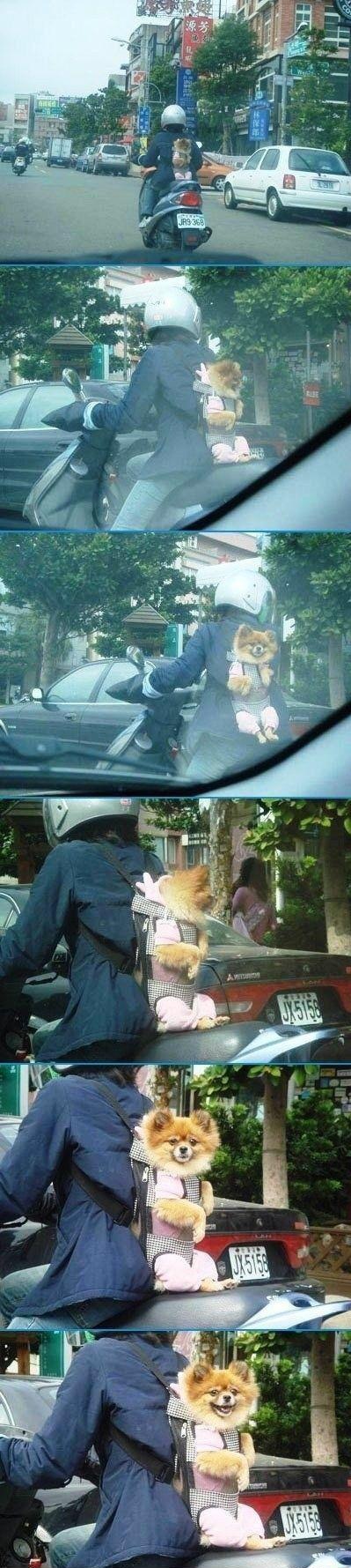 Just taking the dog for a drive,