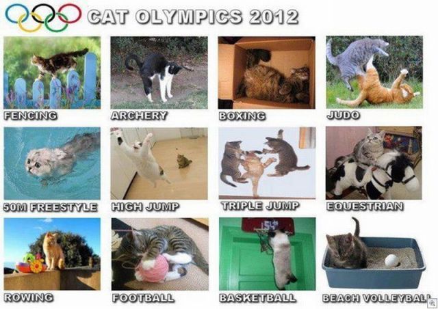 cats olympic