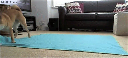 Dog trick blanket roll