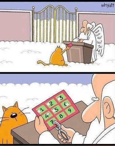 cats...