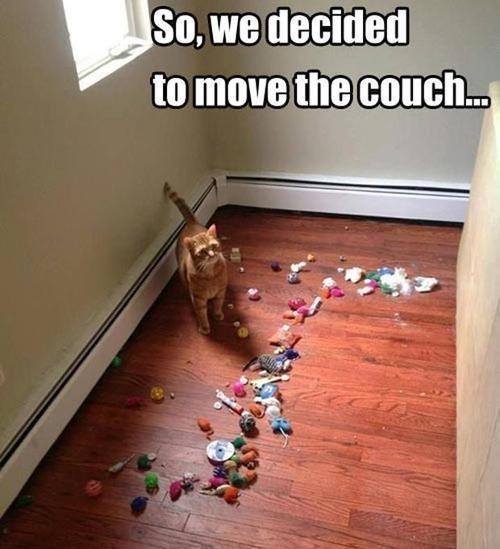 That moment, when it's not your cat...