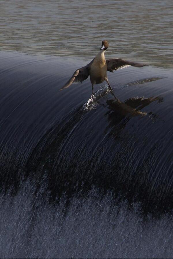 No matter how hard you try, you will never be as cool as this duck