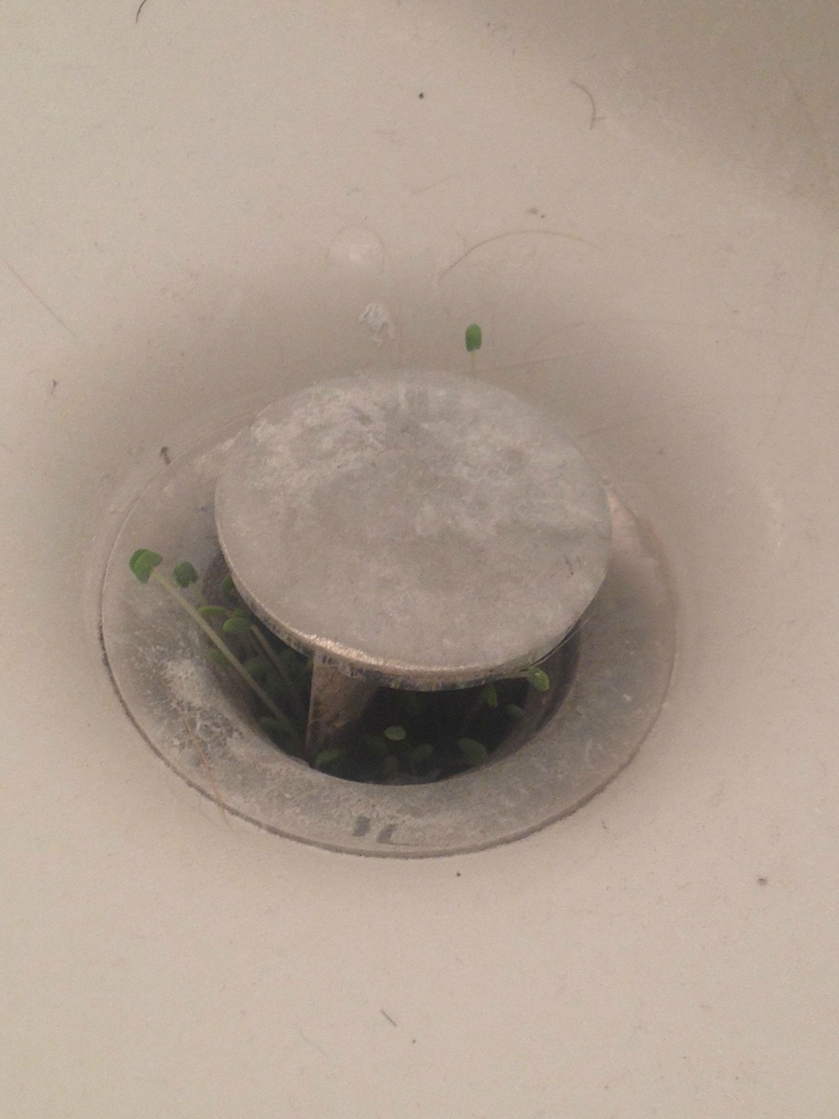 So our sink has been draining poorly the last week