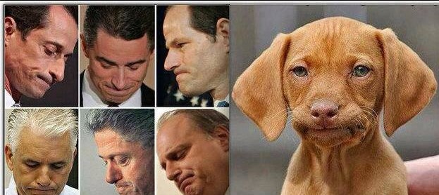 How to tell if your dog is involved in a sex scandal (SFW)