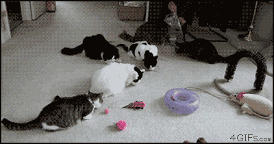 Trollcat strikes again