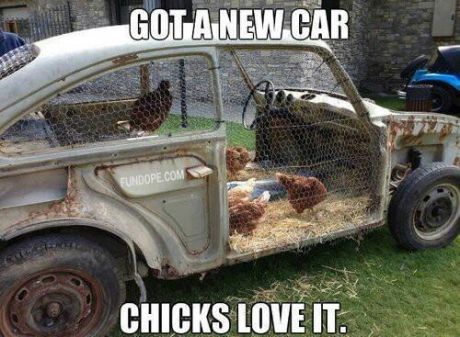 Chicks love it
