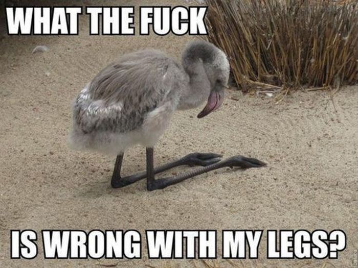 That bird is stoned
