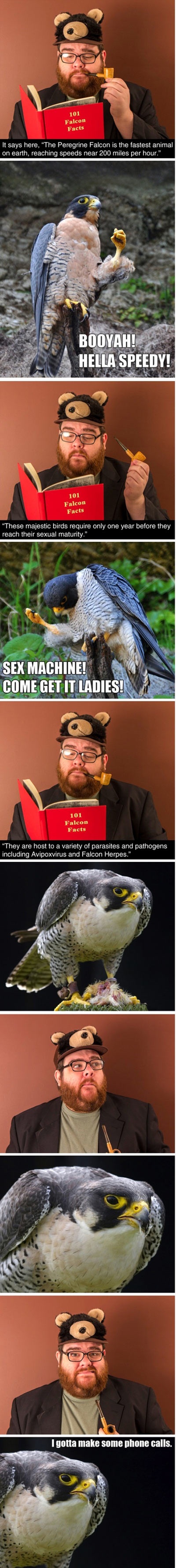Falcon facts