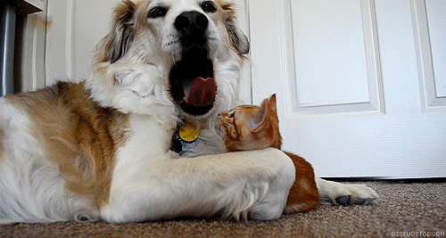 Cat got your tongue?