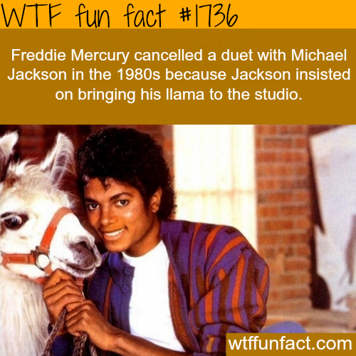 Getting really tired of you llama, MJ!!
