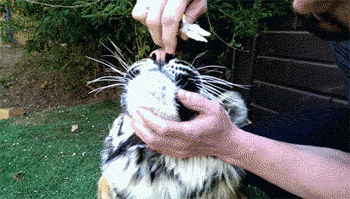 Pulling a bad tooth from the mouth of a tiger