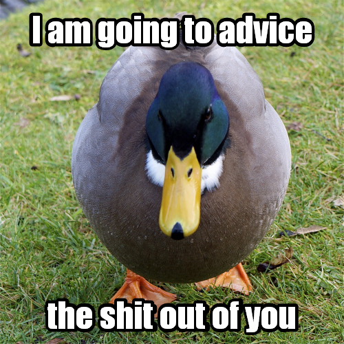 Aggresive advice mallard