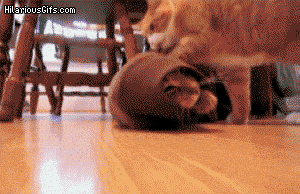 surprise buttsex