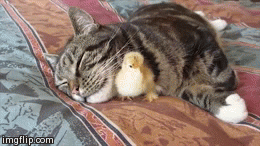 Cute chick playing with pussy