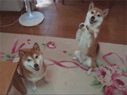 Doge attack. is fighting. such great.